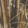 Realtree MAX-7