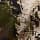 Subalpine