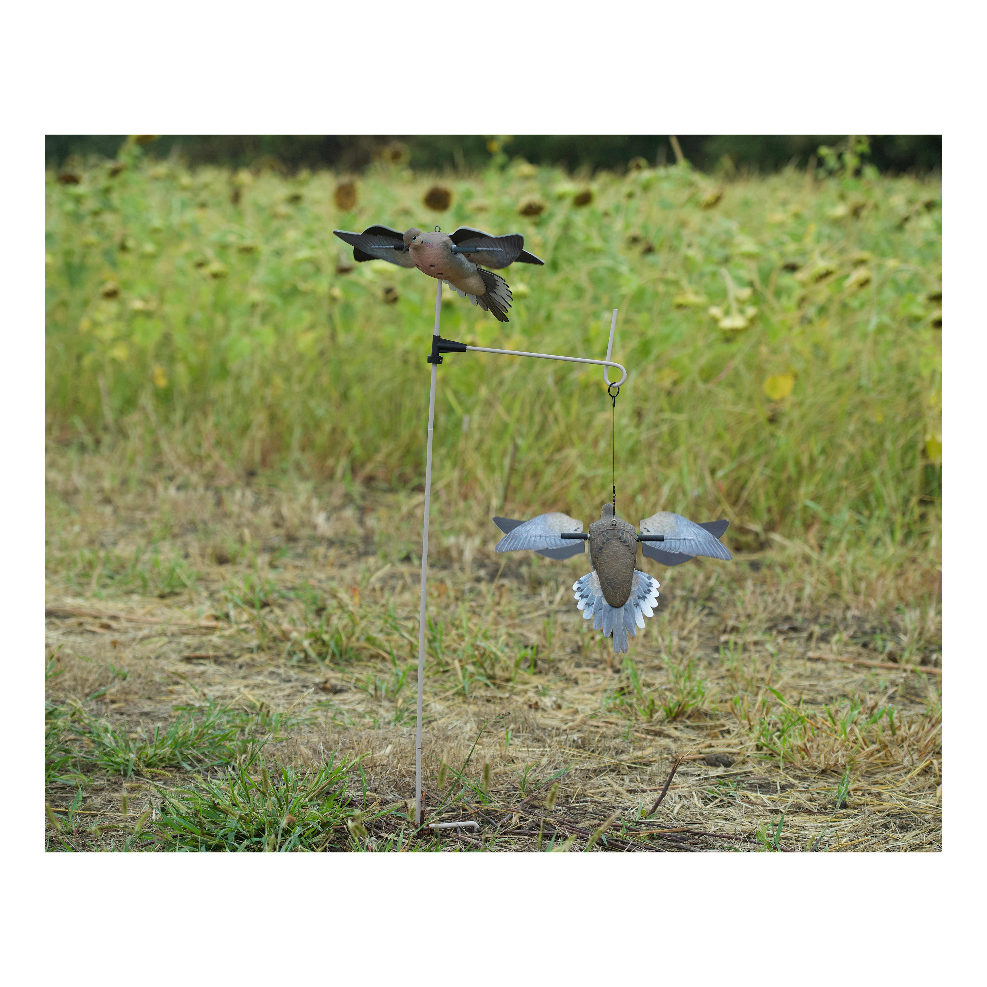 AvianX PowerFlight™ Dove Decoy Cabela's Canada