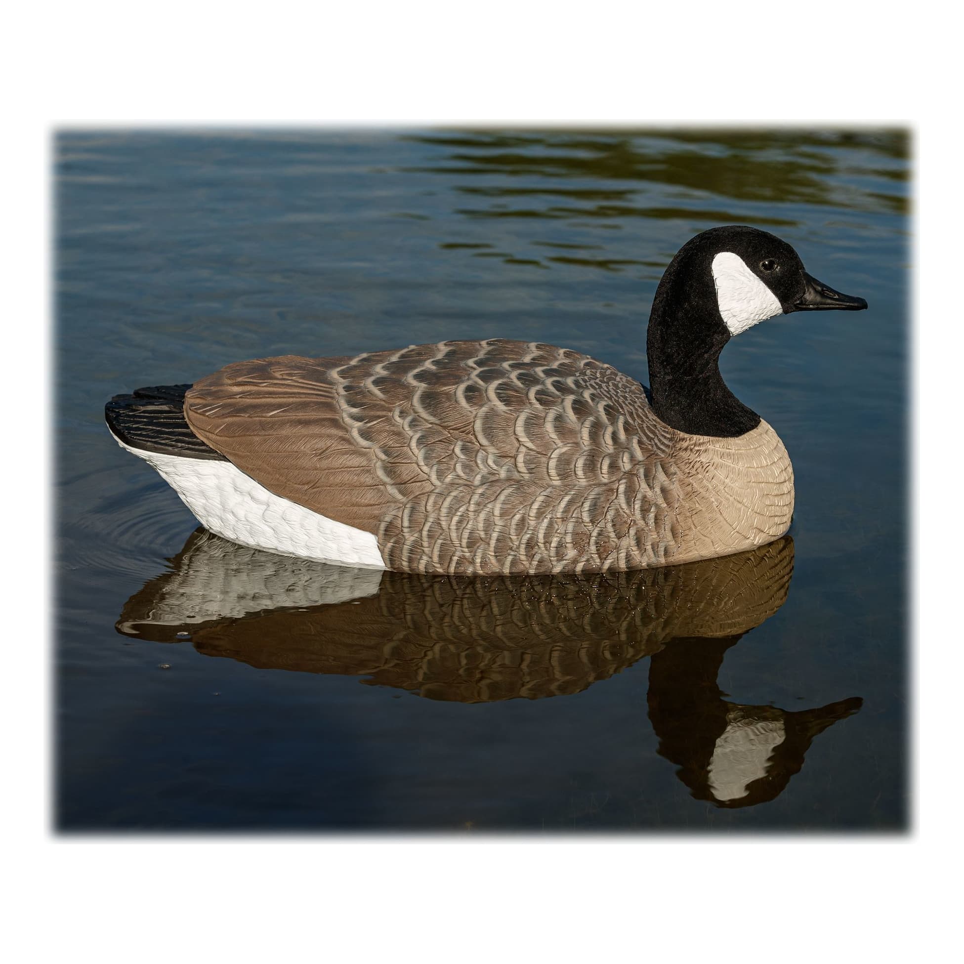 Northern Flight™ Floater Canada Goose Decoys Cabela's Canada