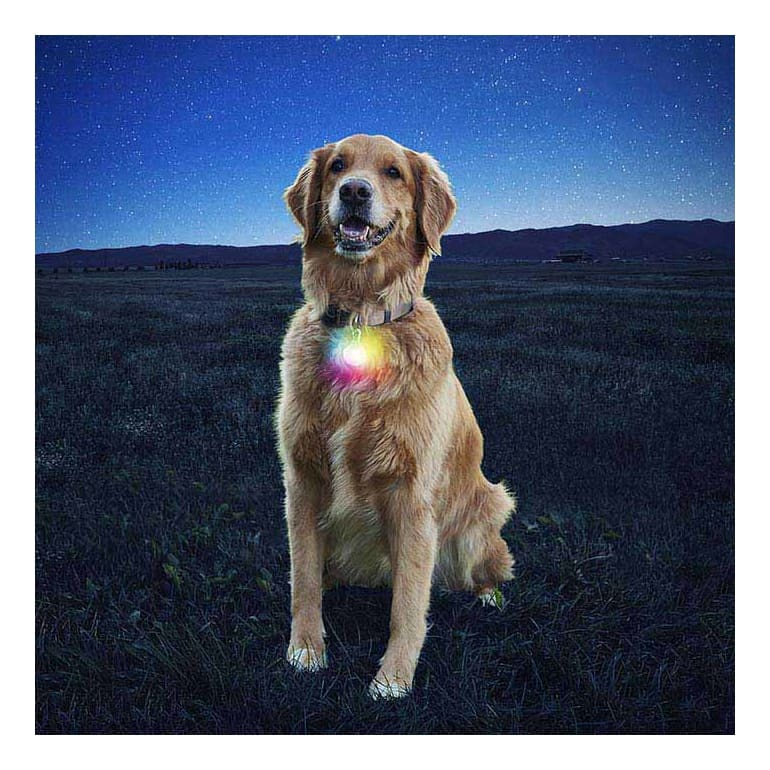 Nite clearance lite collars