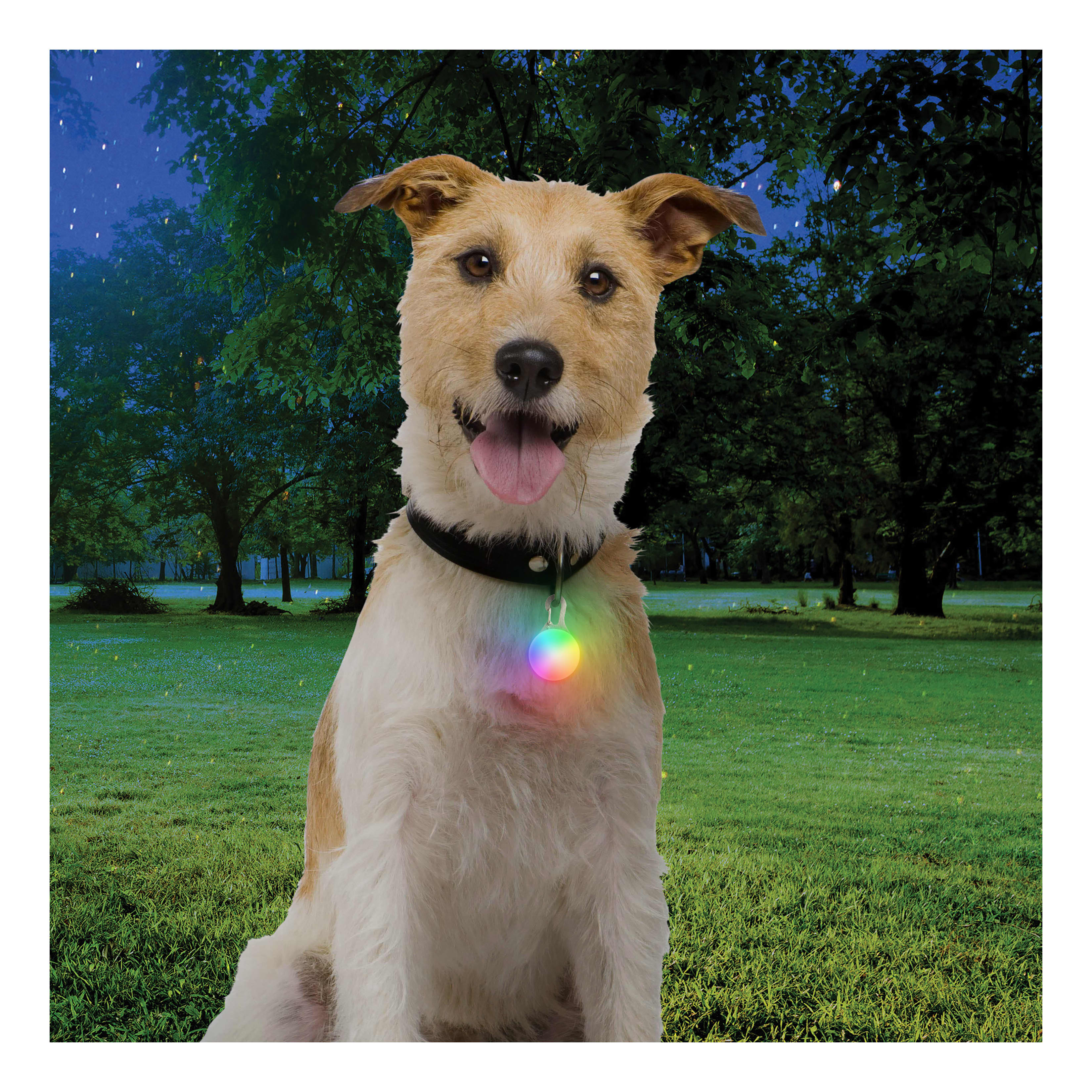 Cabelas dog harness shop