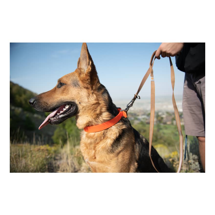 Carhartt® Waterproof Dog Collar