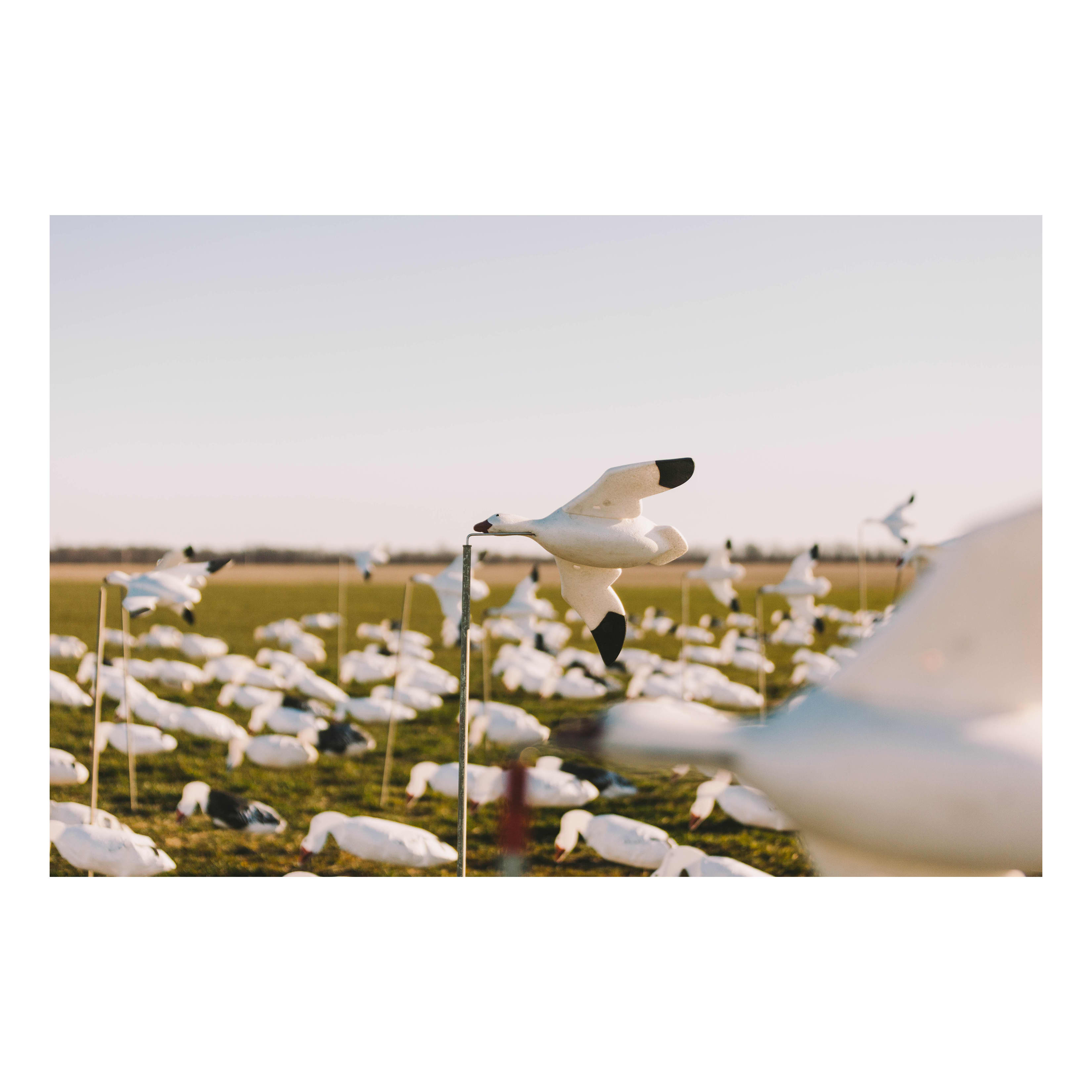 Higdon Feather Flyers Snow Goose Decoy Cabela's Canada