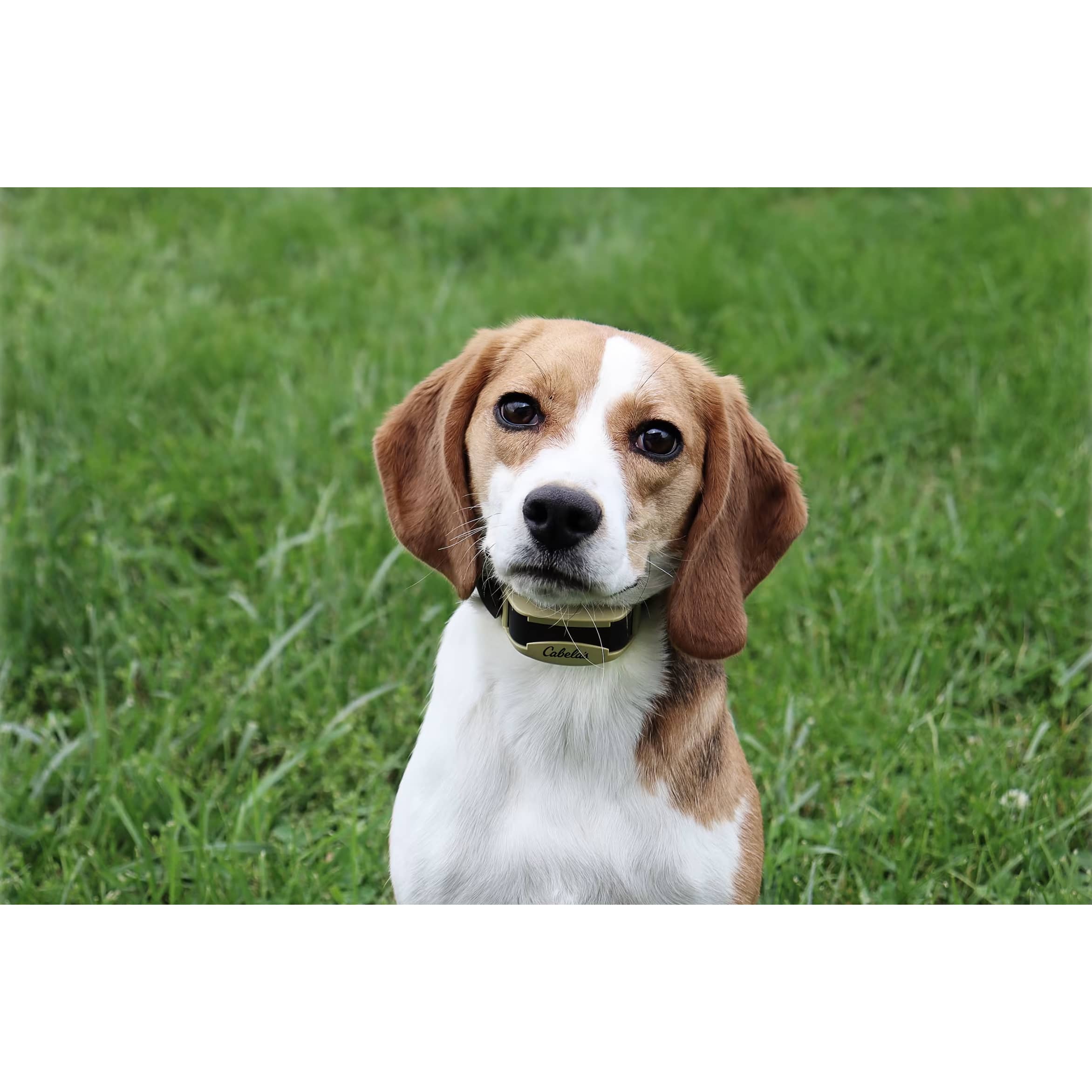 Cabela’s® GunDog GSNB6 Bark Collar Cabela