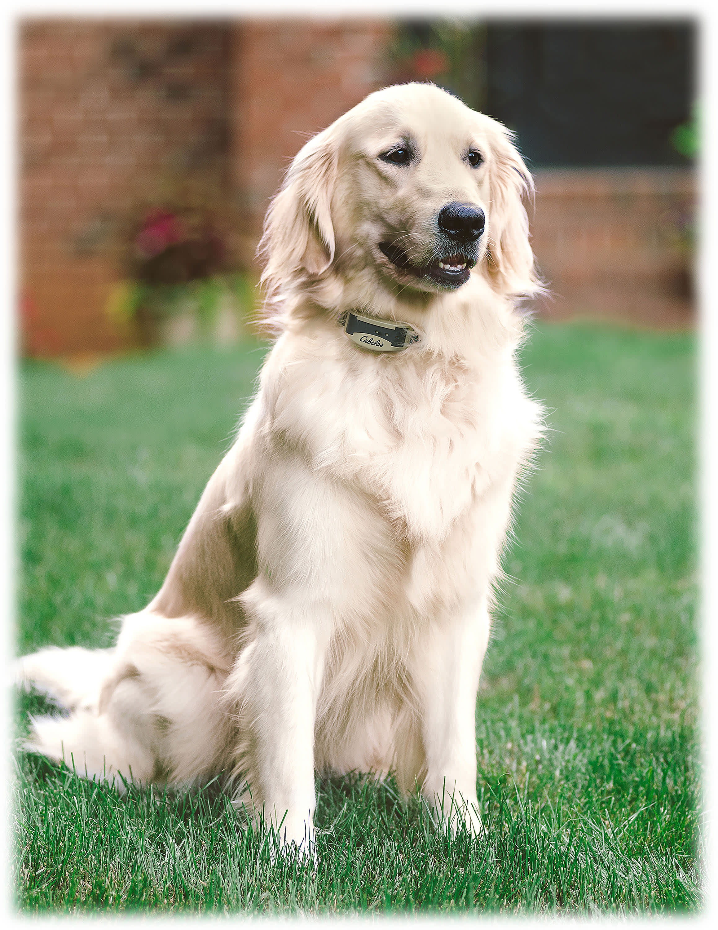 Cabelas wireless dog fence discount