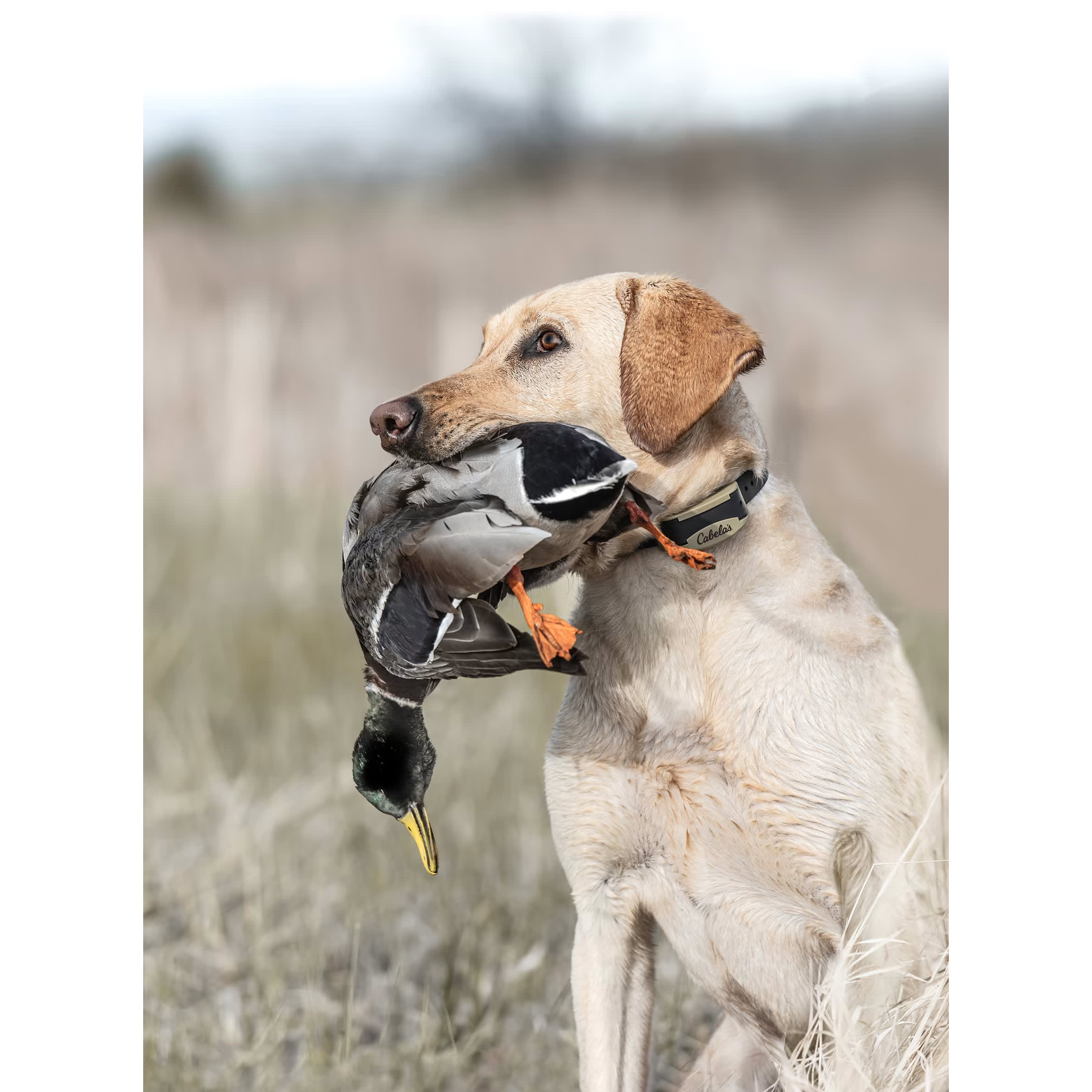 Cabela’s® GunDog GS-4100 Electronic Dog Trainer