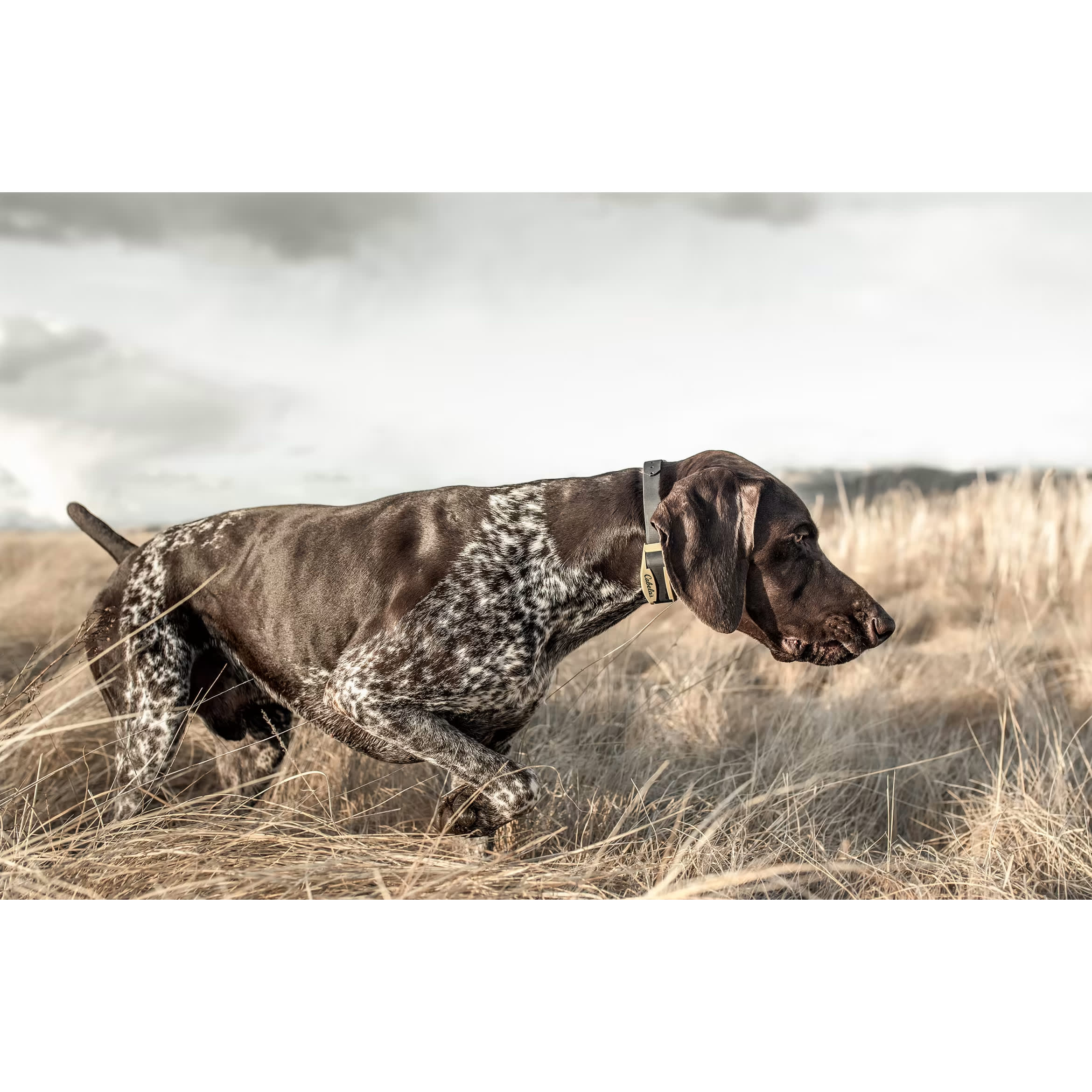 Cabela's gun dog shock collar sale