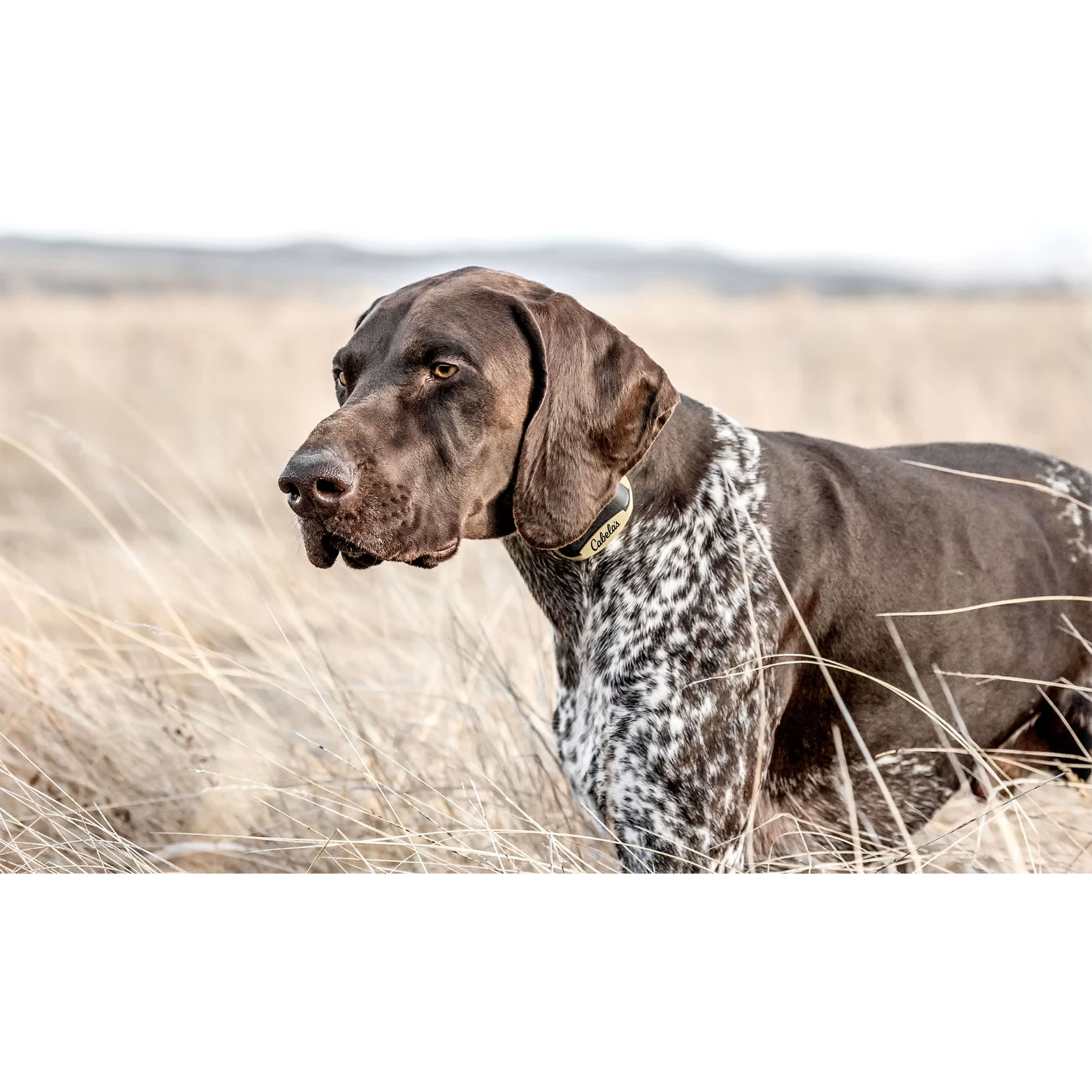 Cabela’s® GunDog GS8100 Electronic Dog Trainer Cabela's Canada