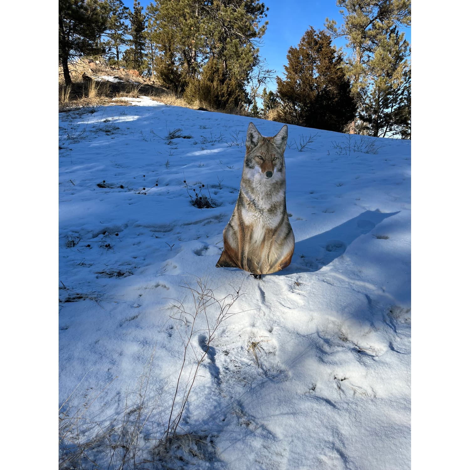 Montana Decoys Sitting Coyote Decoy Cabela's Canada