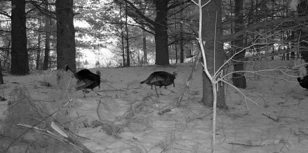 Stealth Cam® DNVB 9x Digital Night Vision Binocular Cabela's Canada