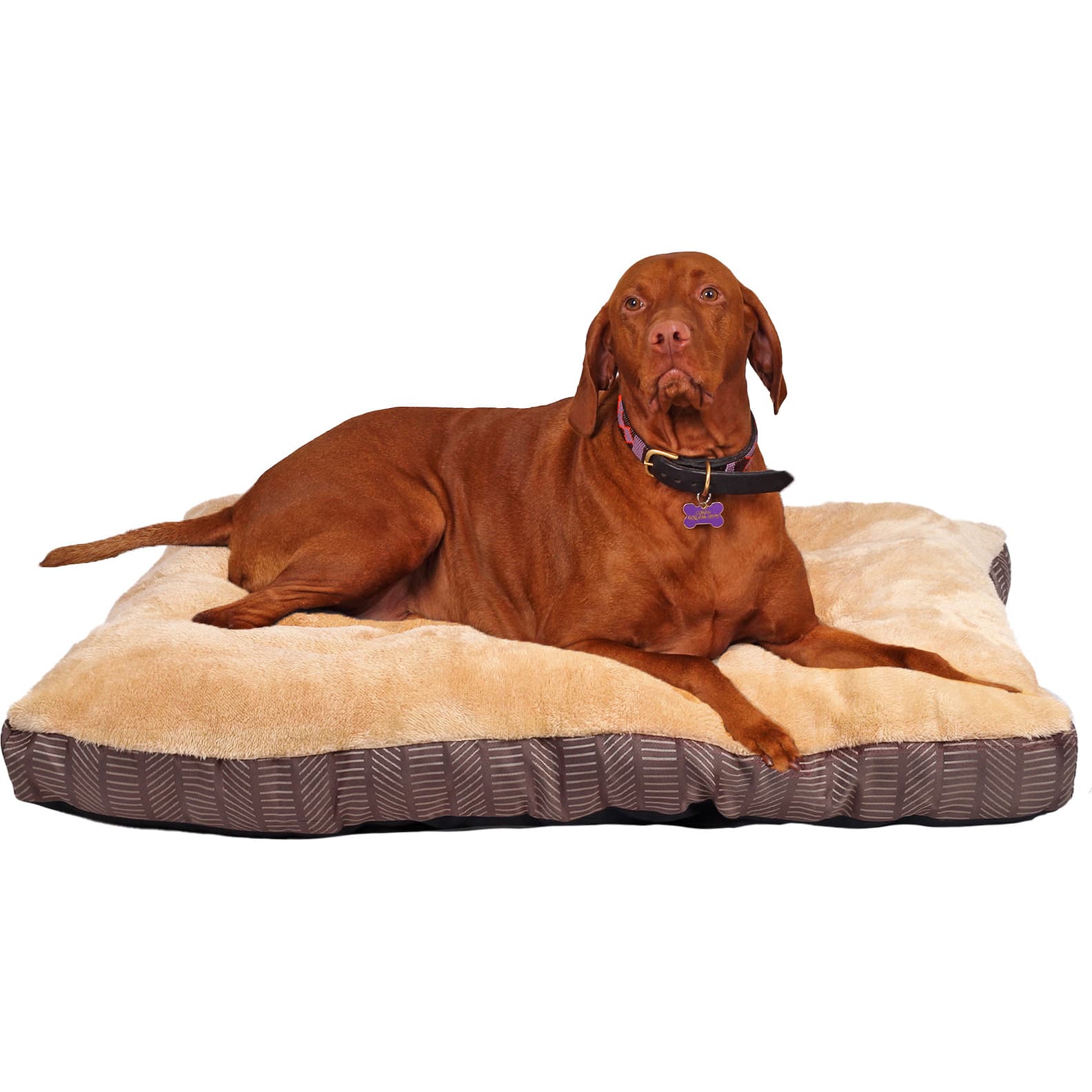 Cabela's dura mesh elevated pet bed on sale