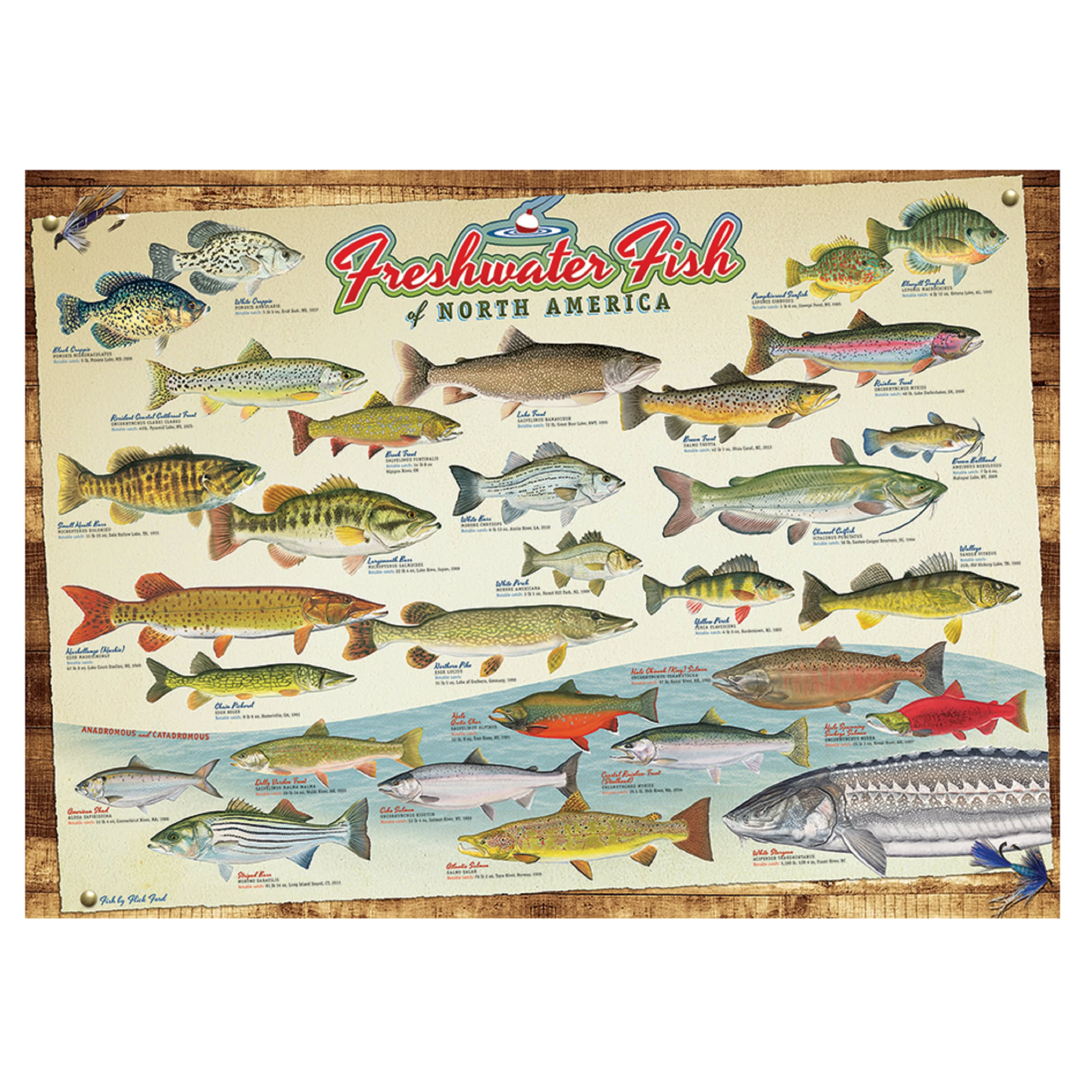Cobble Hill Freshwater Fish of North America Puzzle - 1000 Pieces