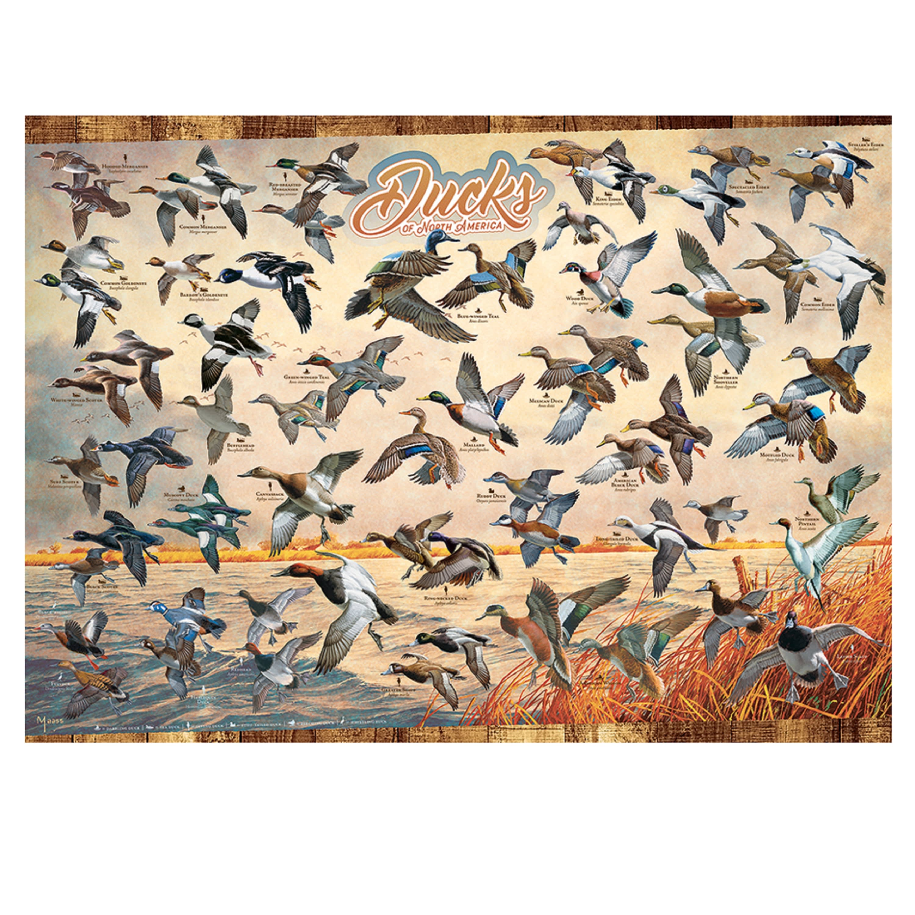Cobble Hill North America Ducks - 1000 Pieces