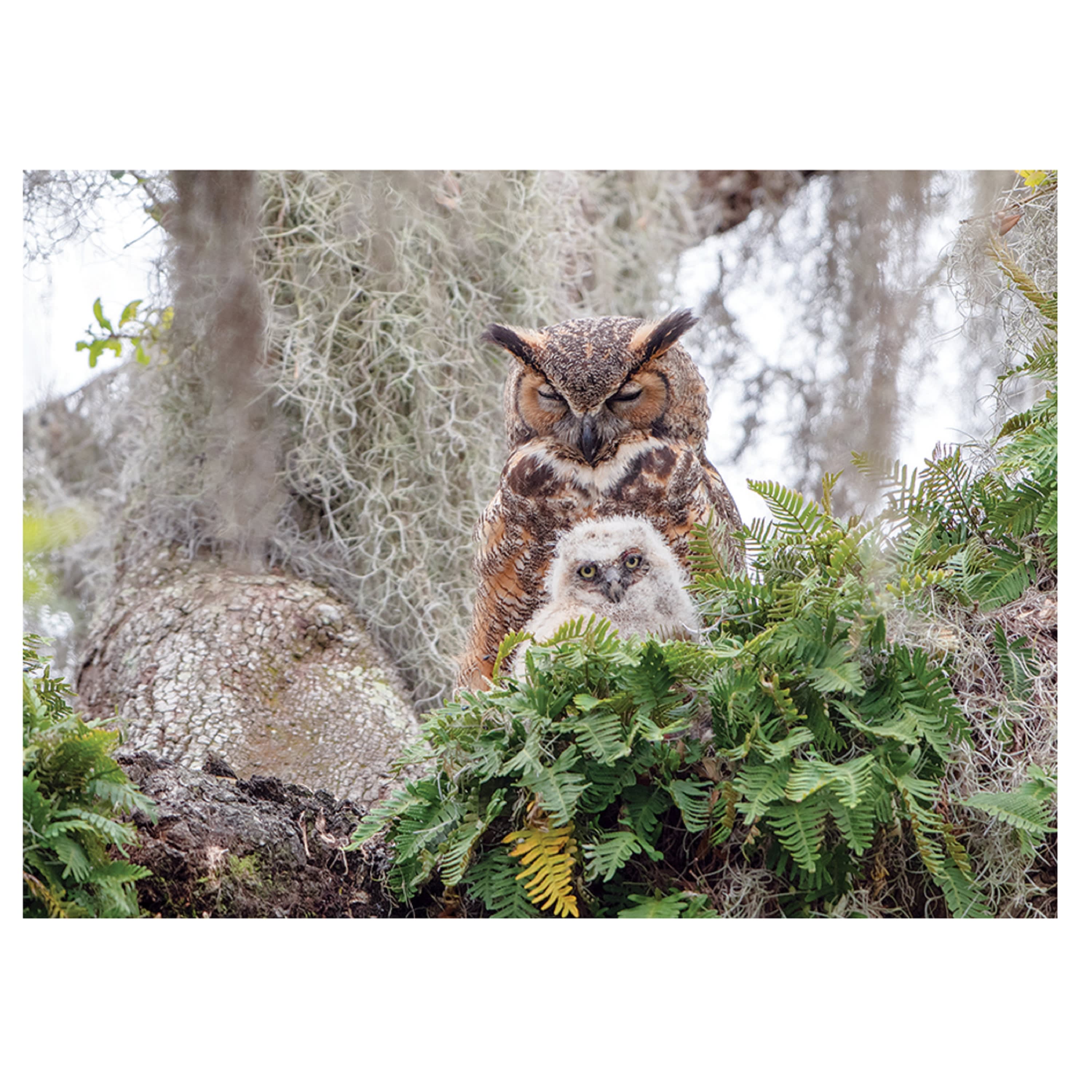 Cobble Hill Great Horned Owl Puzzle - 1000 Pieces