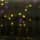 Green Pumpkin Purple Gold
