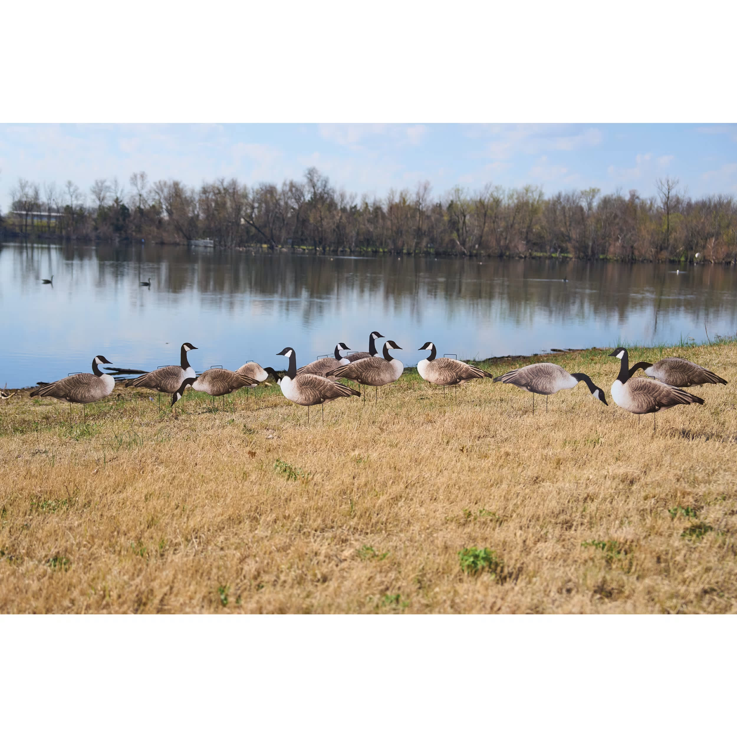 Northern Flight Canada Goose V2 Silhouette Goose Decoys Cabela s Canada
