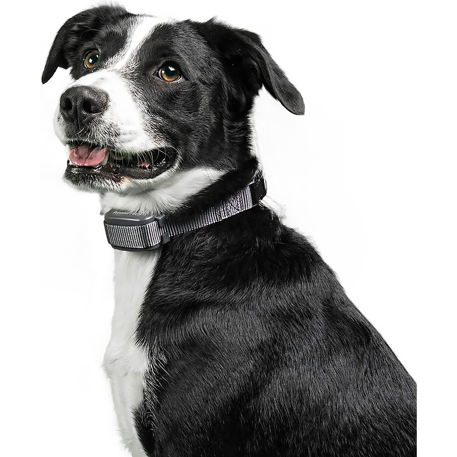 Premier Pet Rechargeable Bark Collar Cabela