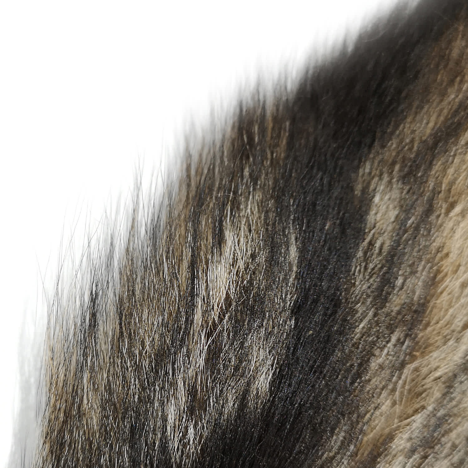 SHOR Gray Fox Tail