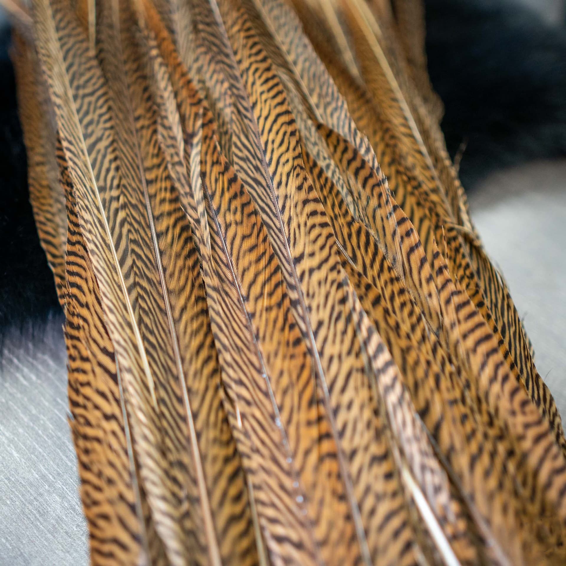 SHOR Golden Pheasant Tail Feather