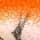 Luminous Orange