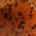 Green Pumpkin Orange
