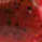 Watermelon Red