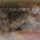 HD Goby