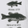 Fish Tale