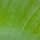 Glow Green