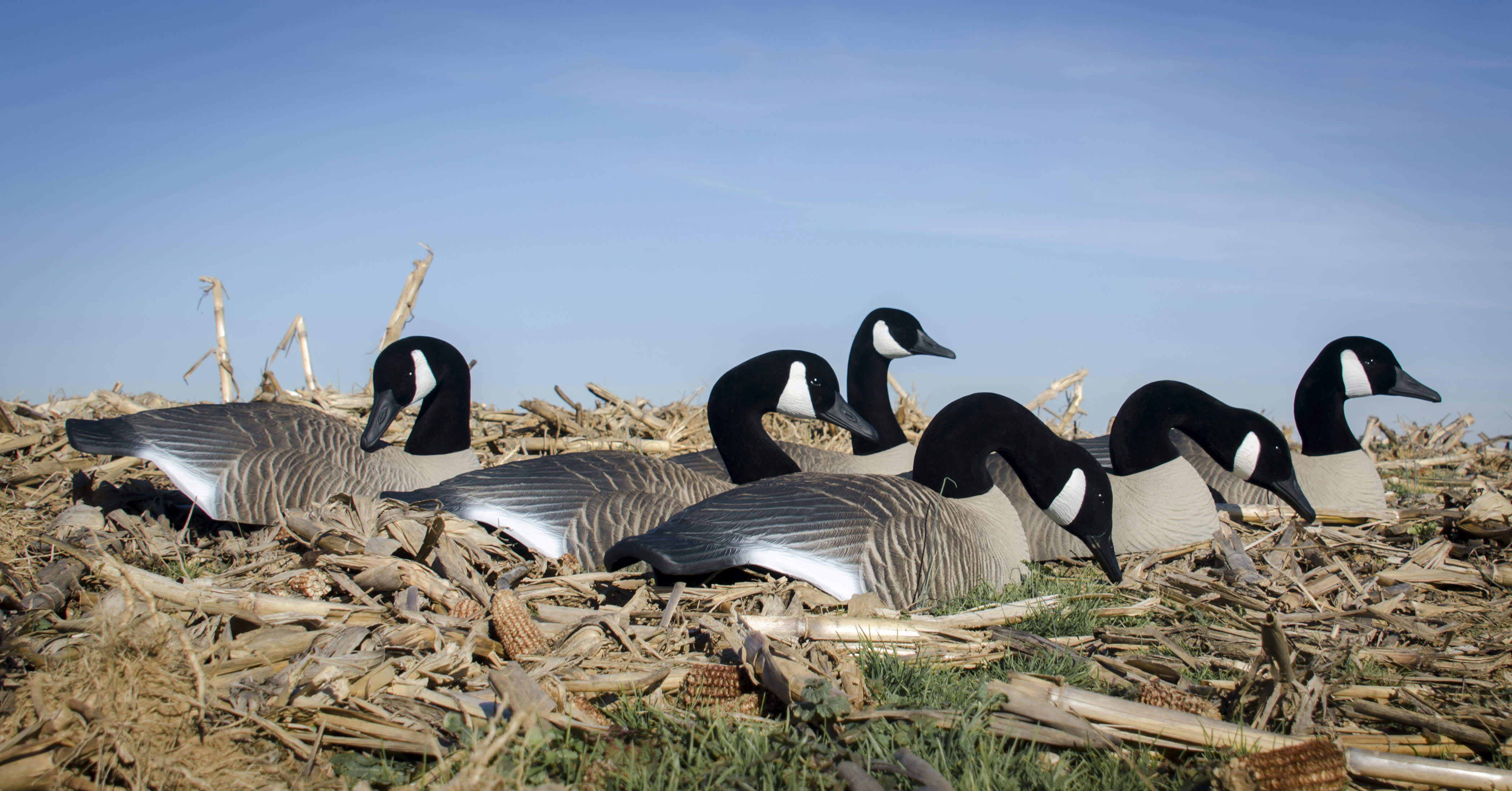 Higdon Standard Canada Goose Shells