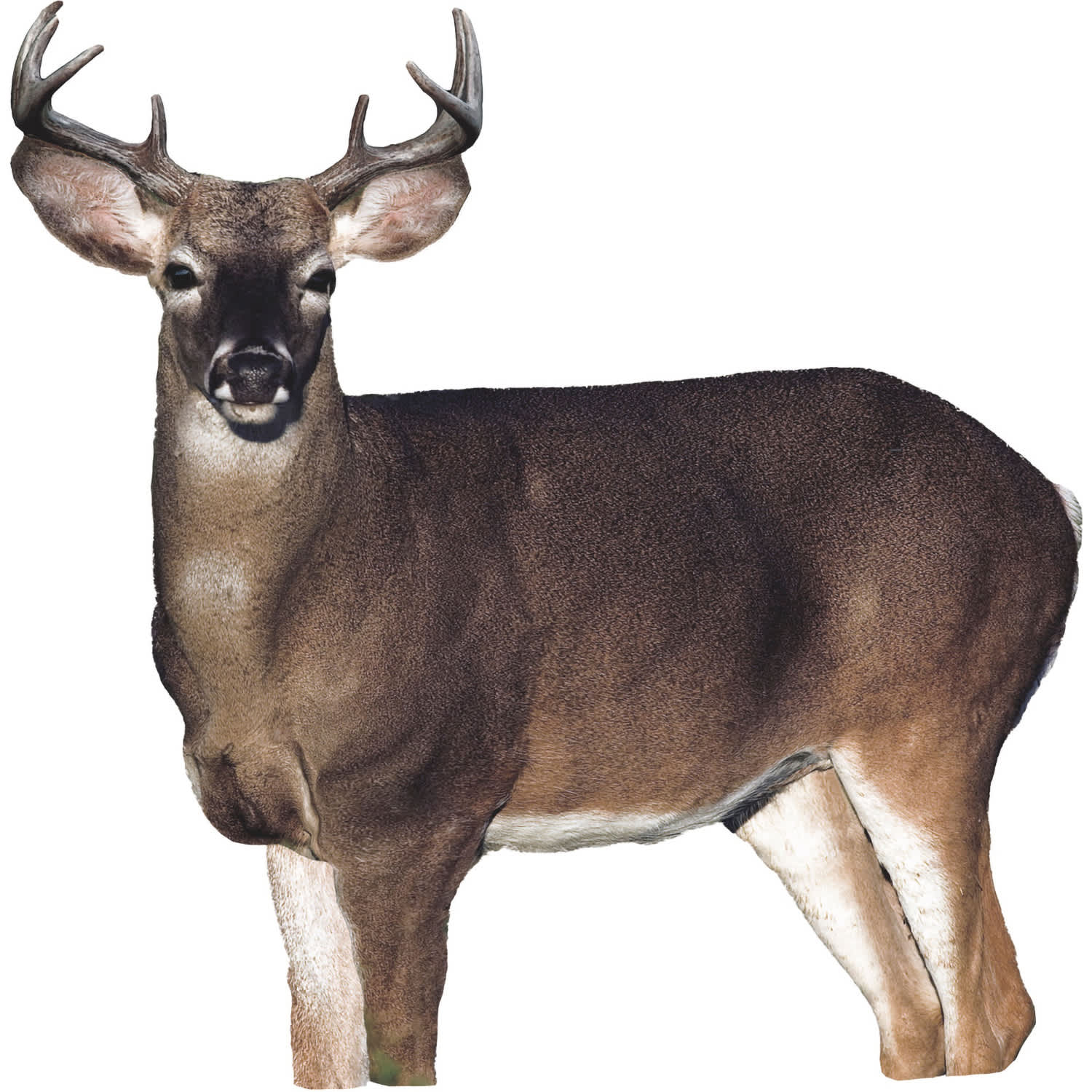 Montana Decoy Dream Team Whitetail Deer Decoy