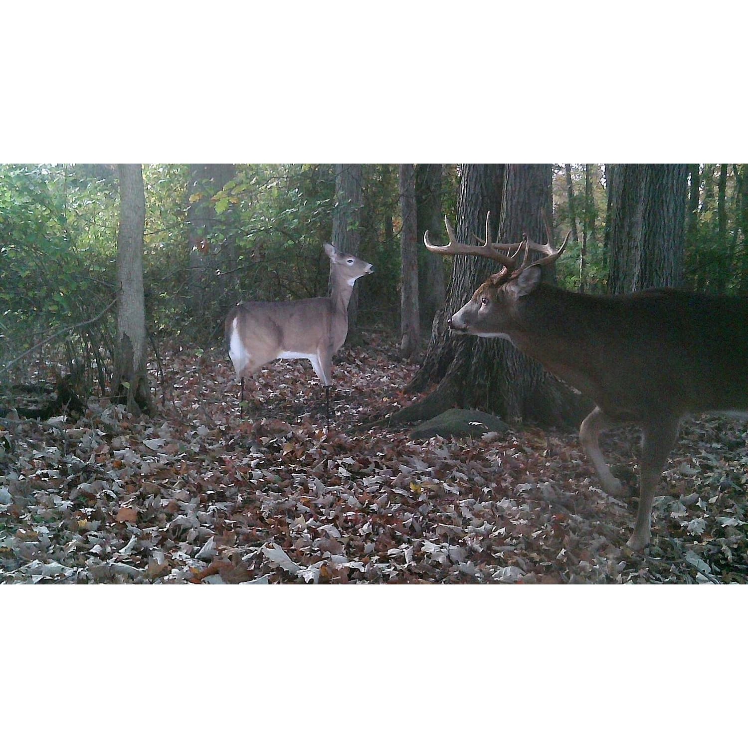 Montana Decoy Dream Team Whitetail Deer Decoy Cabela's Canada