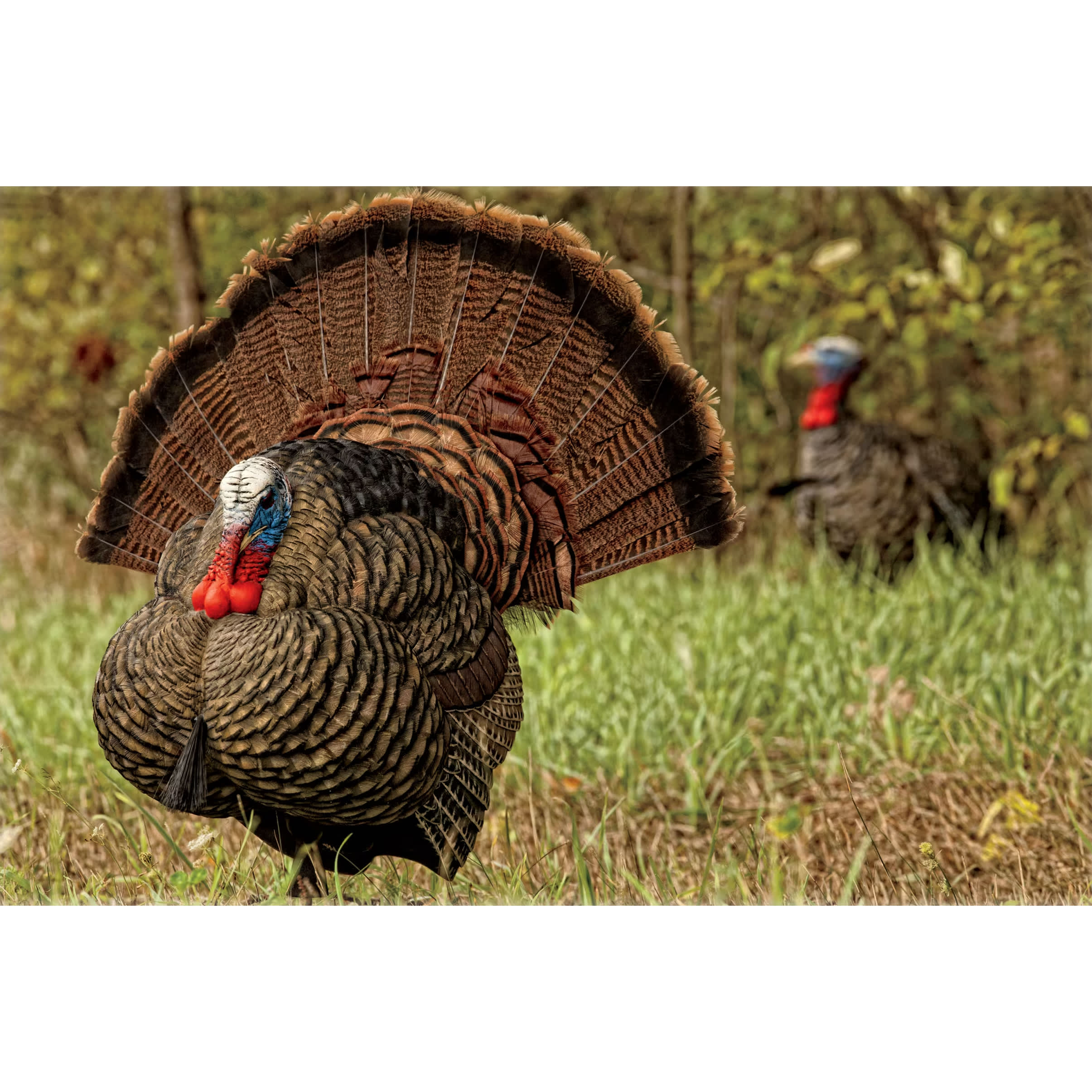 LCD Quarter Strut Jake decoy — Groupe Pronature