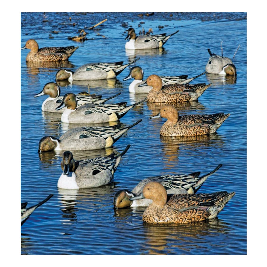 AvianX® Topflight Pintail Decoys 6Pack Cabela's Canada