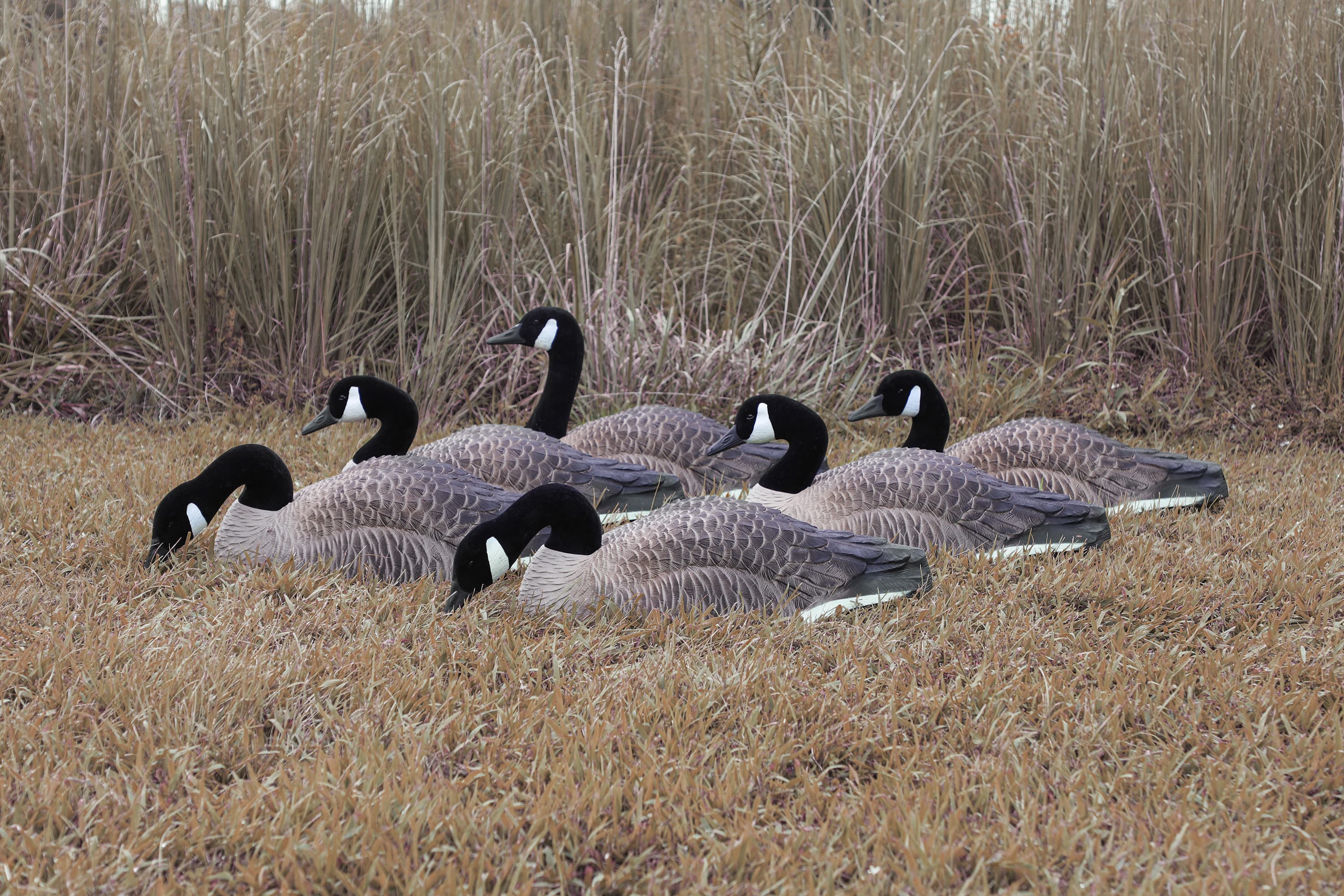 Cabela's winnipeg canada goose sales