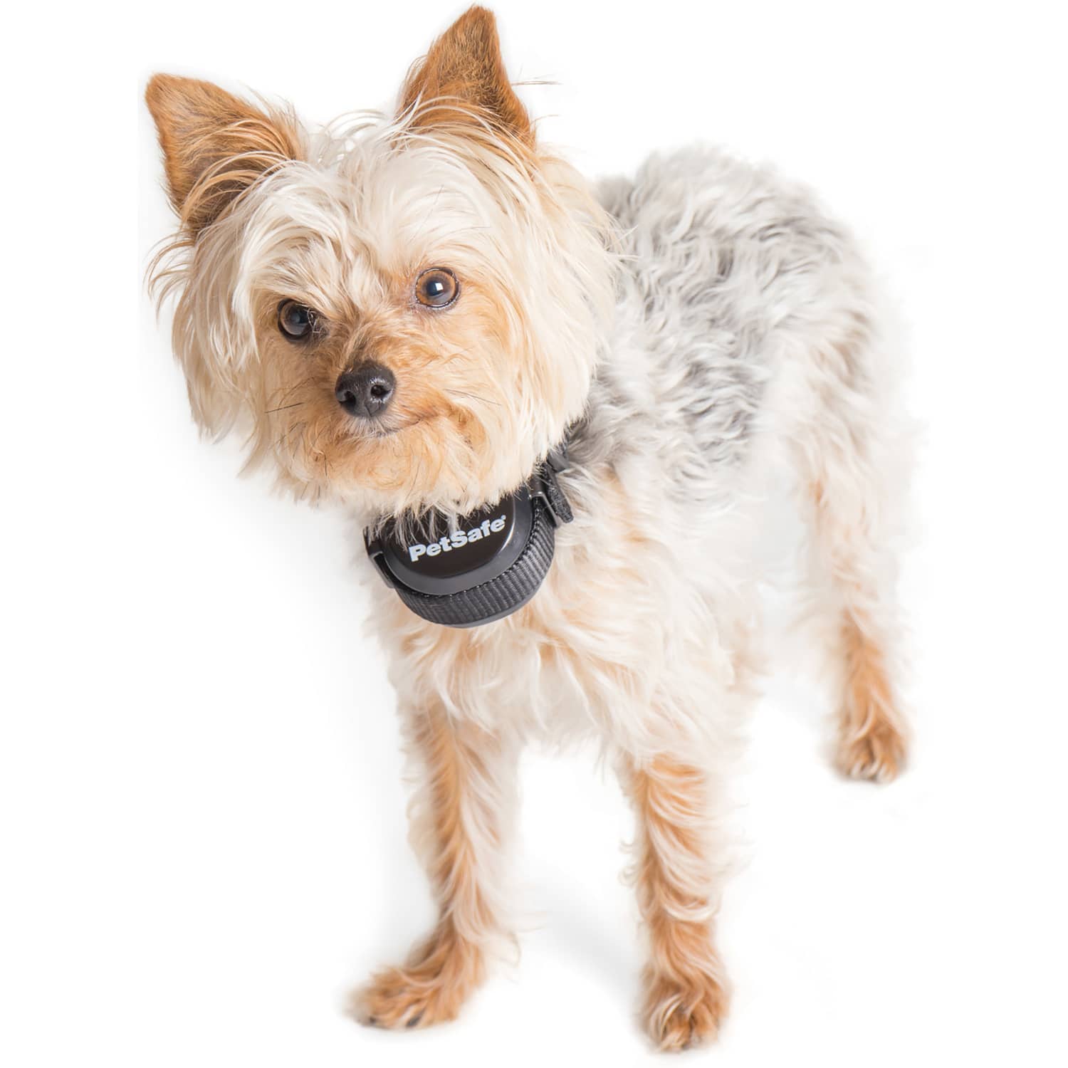 PetSafe® Stay & Play® Compact Wireless Fence Cabela's Canada