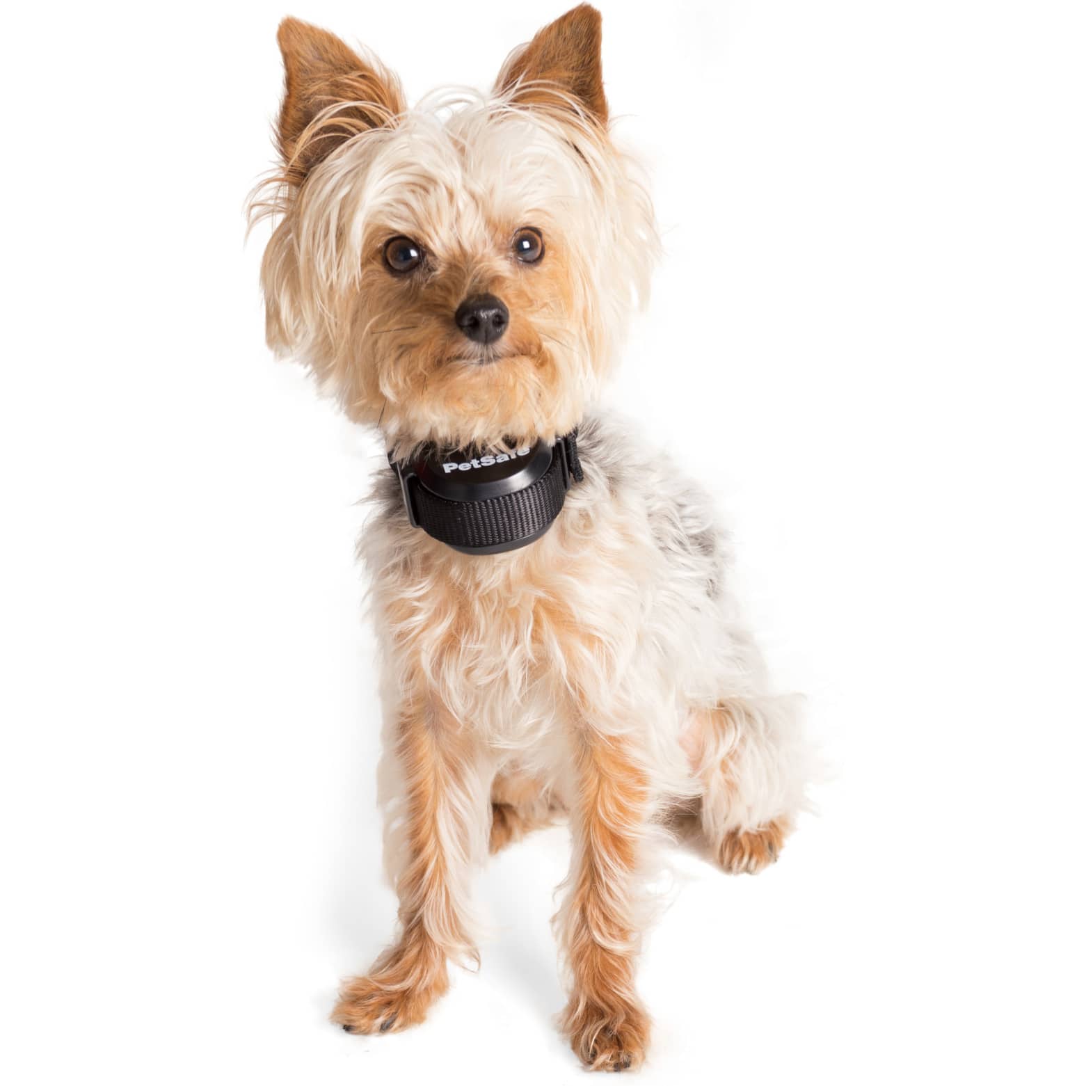 PetSafe® Stay & Play® Compact Wireless Fence Cabela's Canada