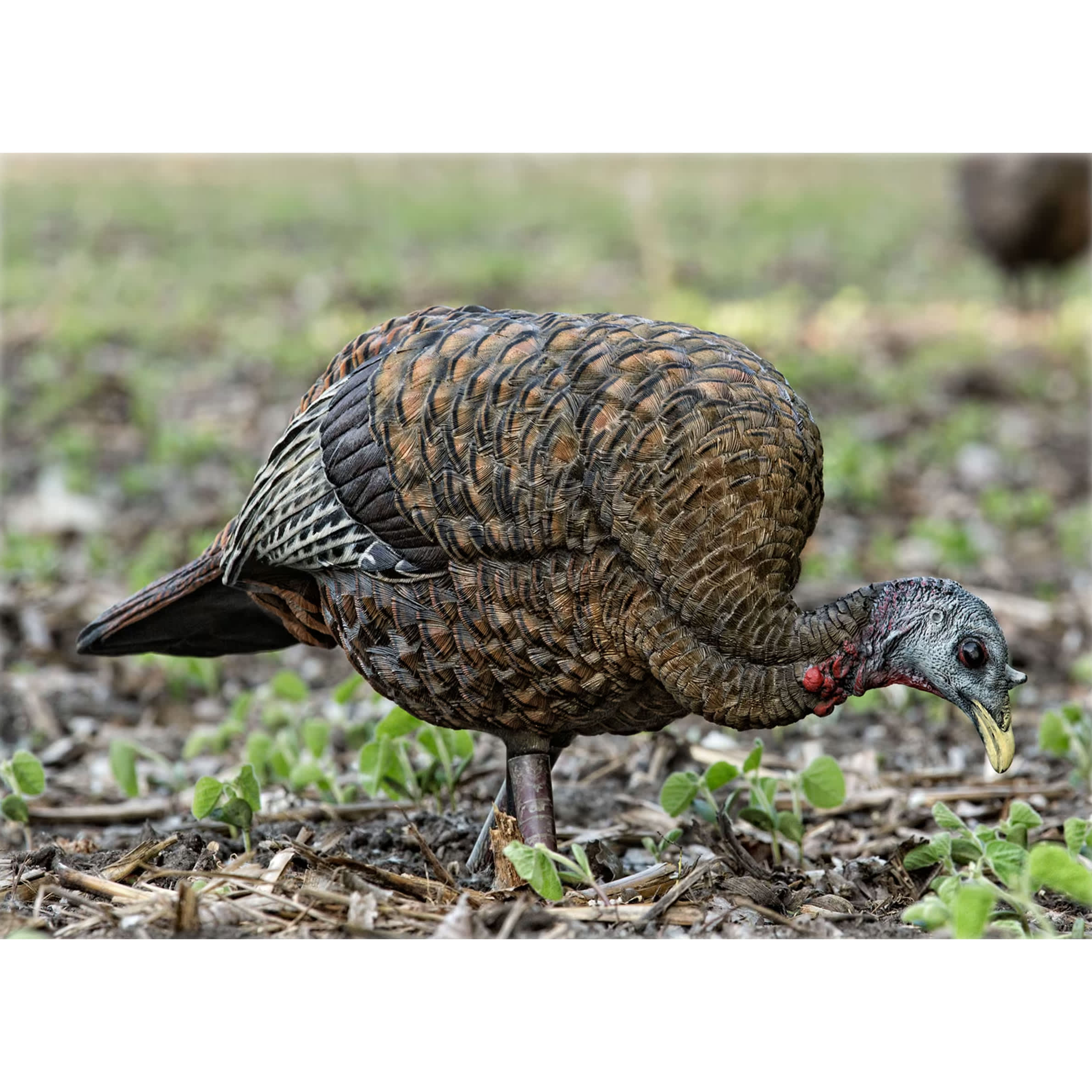 AvianX® LCD Feeder Hen Turkey Decoy Cabela's Canada