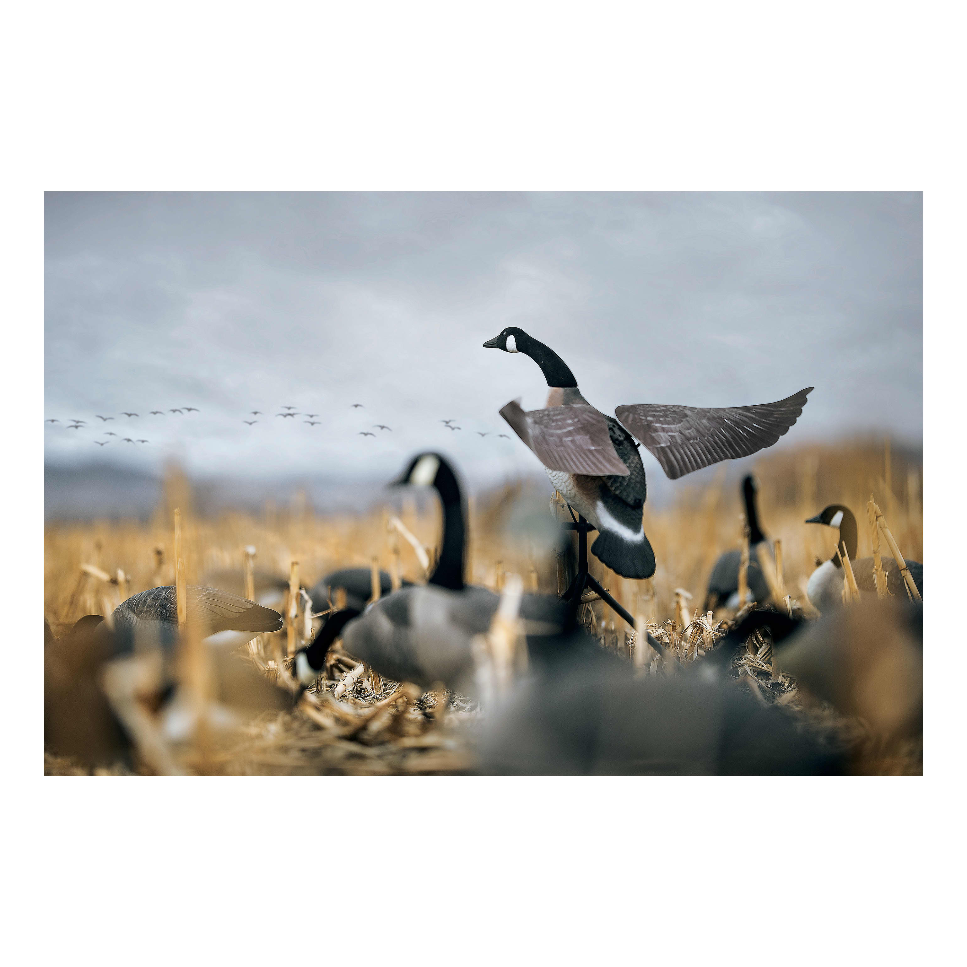 Lucky Duck Lucky Flapper Canada Goose Decoy - In the Field