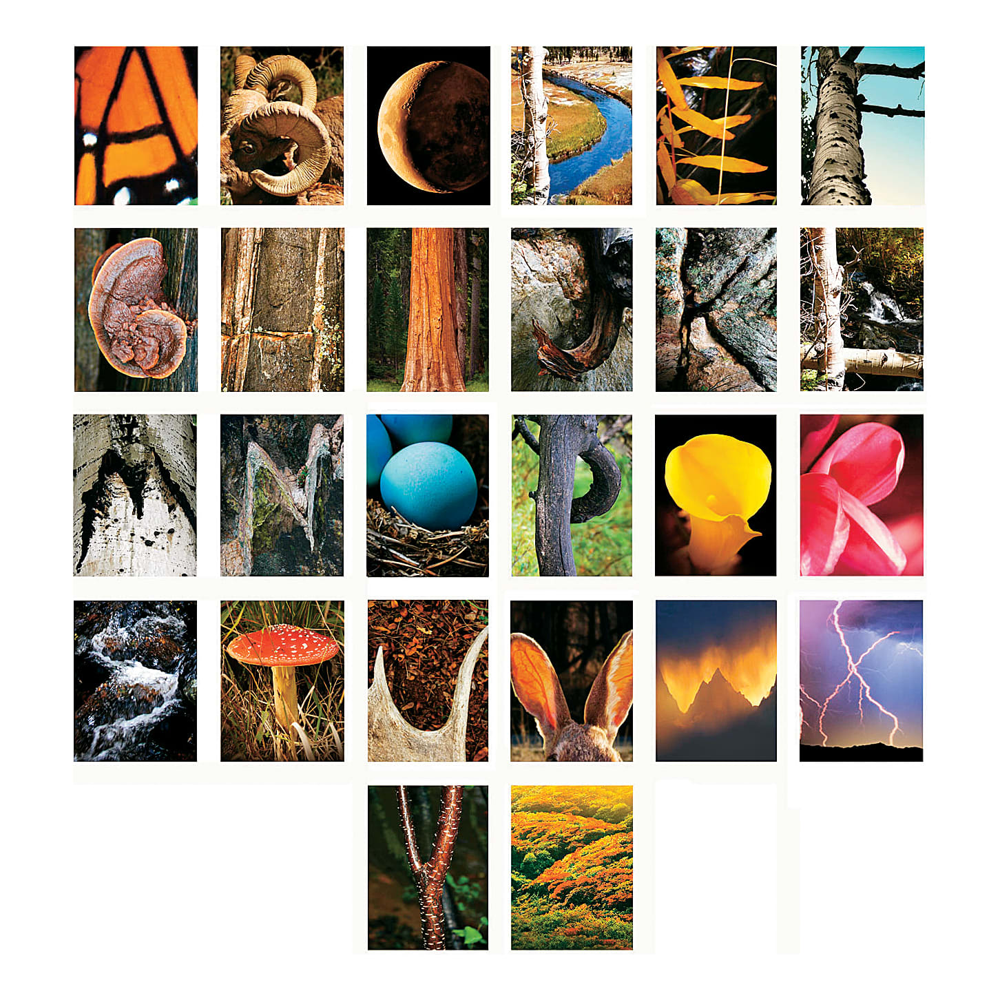 Scott Kennedy Personalized Framed Letter Prints - Nature Alphabet